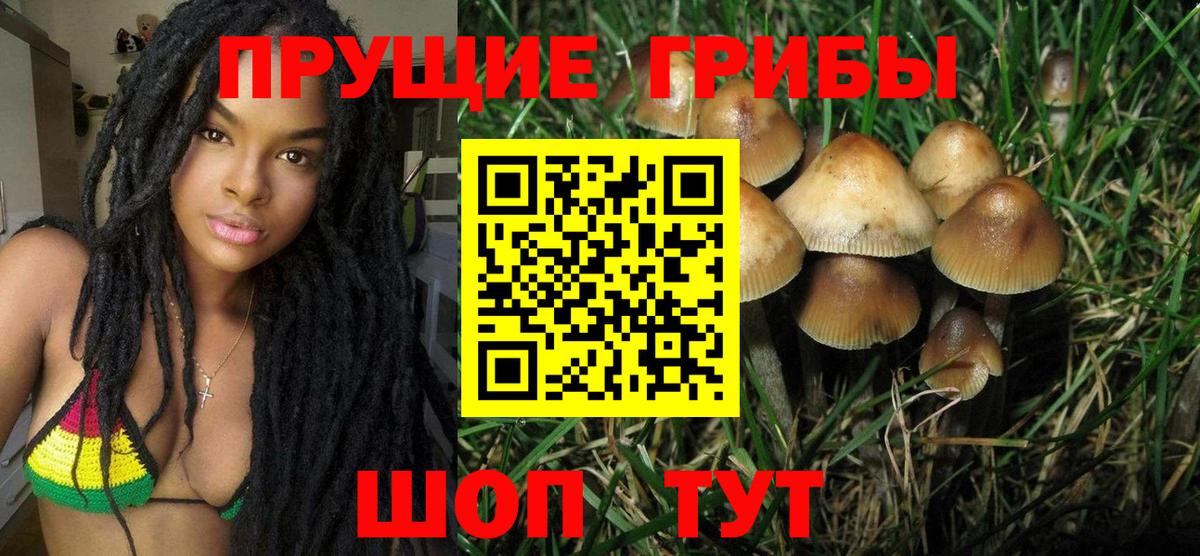 Дедовск  Галлюциногенные грибы Psilocybine cubensis  Вход с VPN 